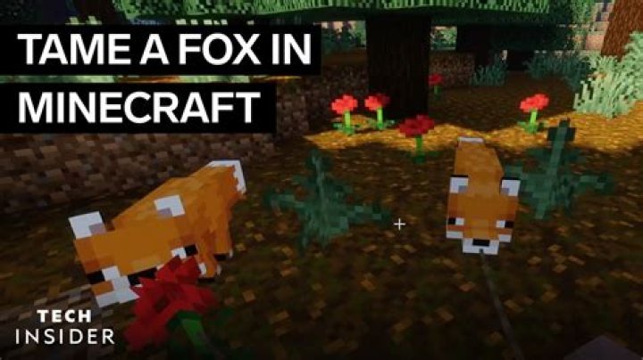 How do i tame a fox in minecraft