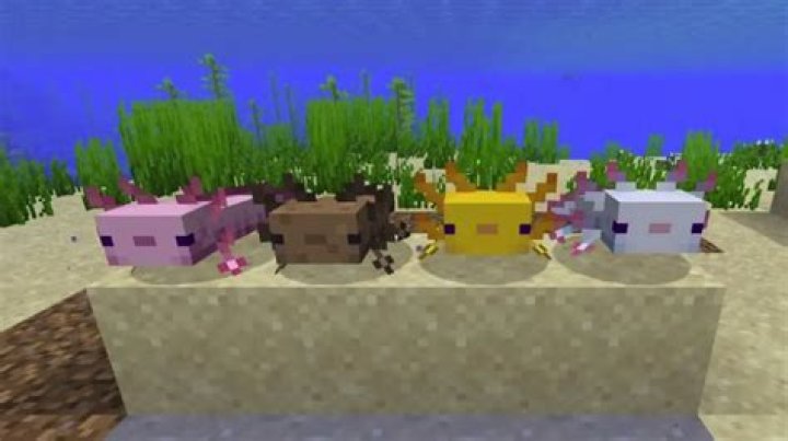 How do you breed an axolotl in minecraft