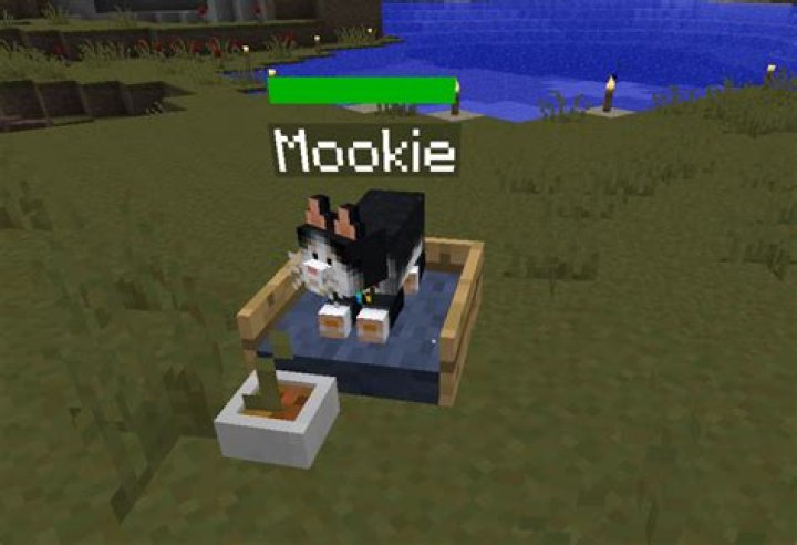 How do you feed a cat in minecraft