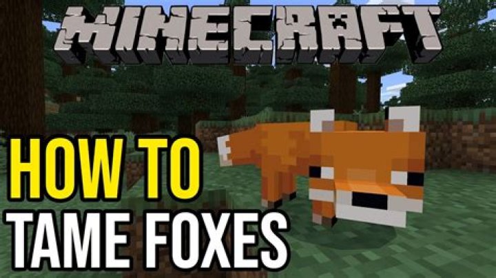 How do you tame a fox on minecraft