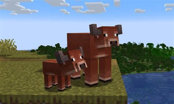 How often can you breed cows in minecraft