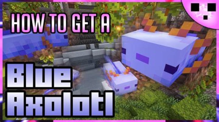 How to get a purple axolotl in minecraft