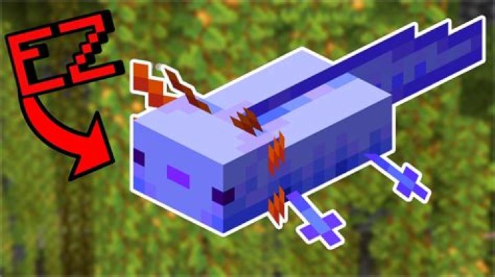 How to get the rare axolotl in minecraft