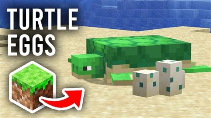 How to get turtles to lay eggs minecraft