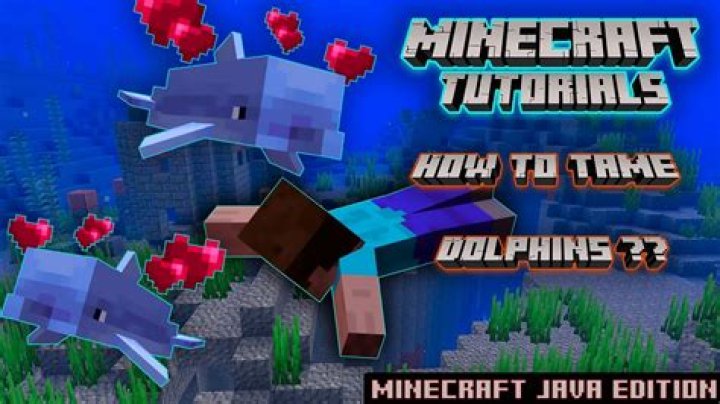 What can you do with dolphins in minecraft