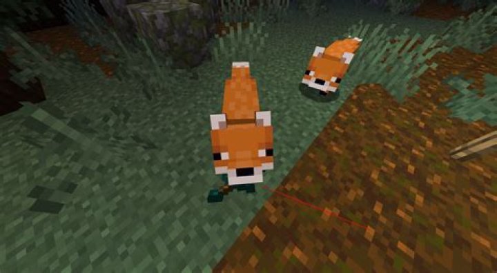 What do you feed a fox in minecraft