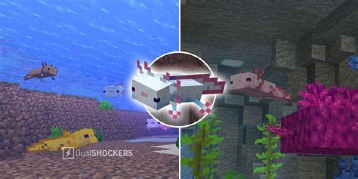 Where can you find an axolotl in minecraft
